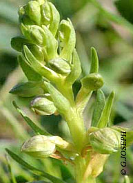 Dactylorhiza viridis