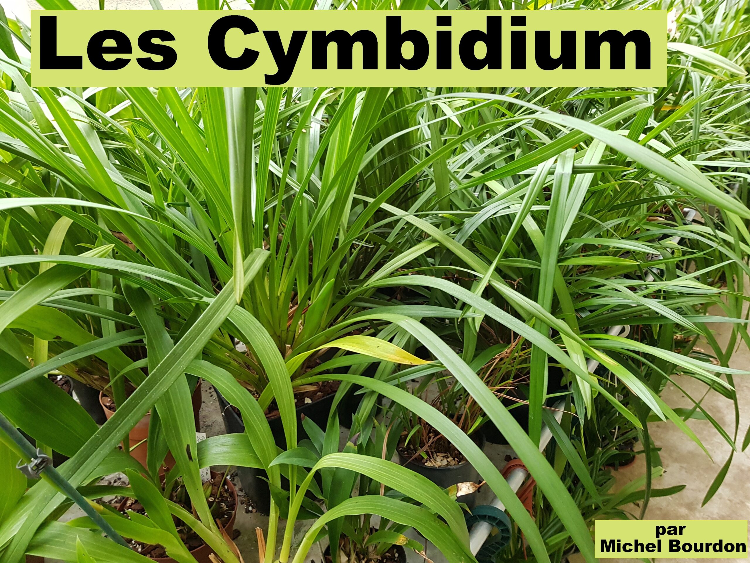 Le genre Cymbidium