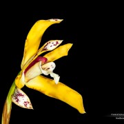 Maxillaria picta