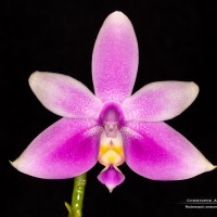 Phalaenopsis mentawaiensis