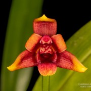 Maxillaria variabilis