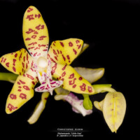 Richella 1983 ( RHS )
Phal. hygrochila × Phal. japonica Phalaenopsis "Little One"