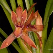Maxillaria multicaulis