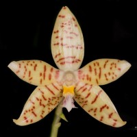 Phalaenopsis pallens