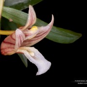 Maxillaria uncata