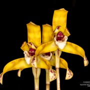 Maxillaria ubatubana