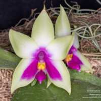 (Rchb.f) Christenson 1995 Phalaenopsis bellina