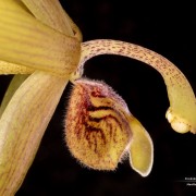 Maxillaria frontinoensis
