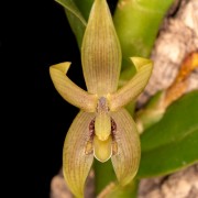 Maxillaria frontinoensis