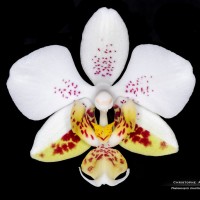 Rchb.f. 1881 Phalaenopsis stuartiana Sogo