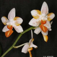 Breckinridge 1992 ( RHS )
Phal. Micro Nova × Phal. philippinensis