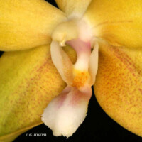 Carriage Hill Farm 1979 ( RHS )
Phal. Deventeriana × Phal. Mambo