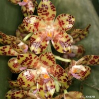 (J.J.Smith 1909)