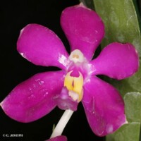 (Rchb. f.) H.R. Sweet 1968