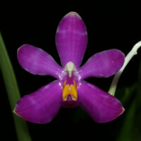 (Rchb. f.) H.R. Sweet 1968