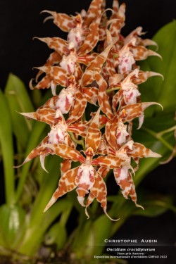 3ème prix Amateur - Exposition internationale d'orchidées GMPAO 2022
