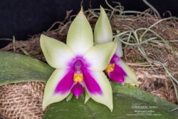 3ème prix Producteur - Exposition internationale d'orchidées GMPAO 2022