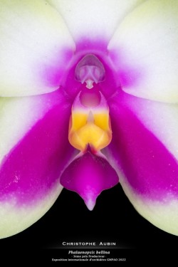 3ème prix Producteur - Exposition internationale d'orchidées GMPAO 2022