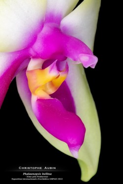 3ème prix Producteur - Exposition internationale d'orchidées GMPAO 2022