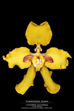 1er prix Amateur - Exposition internationale d'orchidées GMPAO 2022