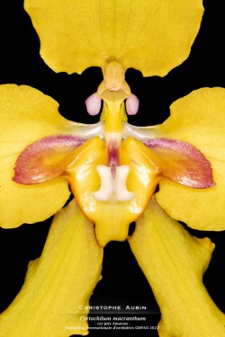 1er prix Amateur - Exposition internationale d'orchidées GMPAO 2022