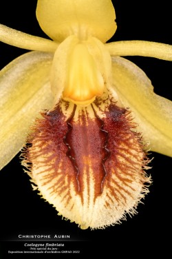 Prix spécial du jury - Exposition internationale d'orchidées GMPAO 2022