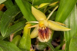 Prix spécial du jury - Exposition internationale d'orchidées GMPAO 2022