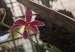 Phalaenopsis Linda Cheok