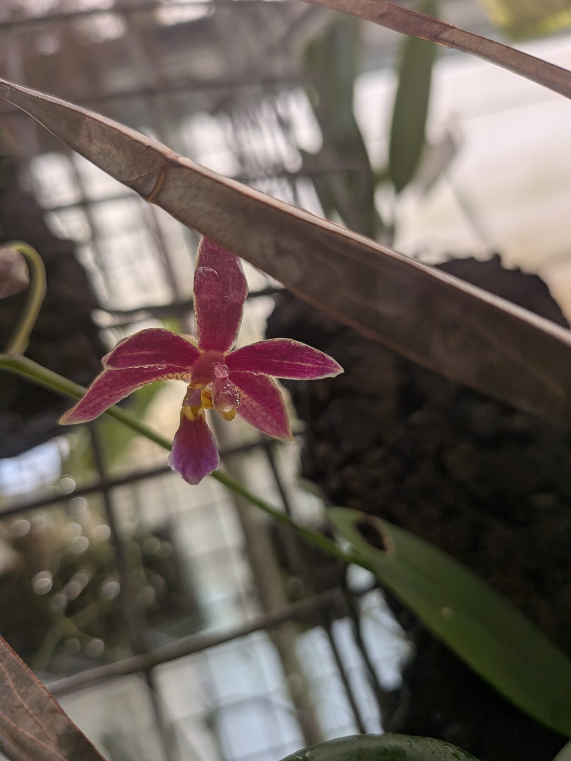 Phalaenopsis Linda Cheok