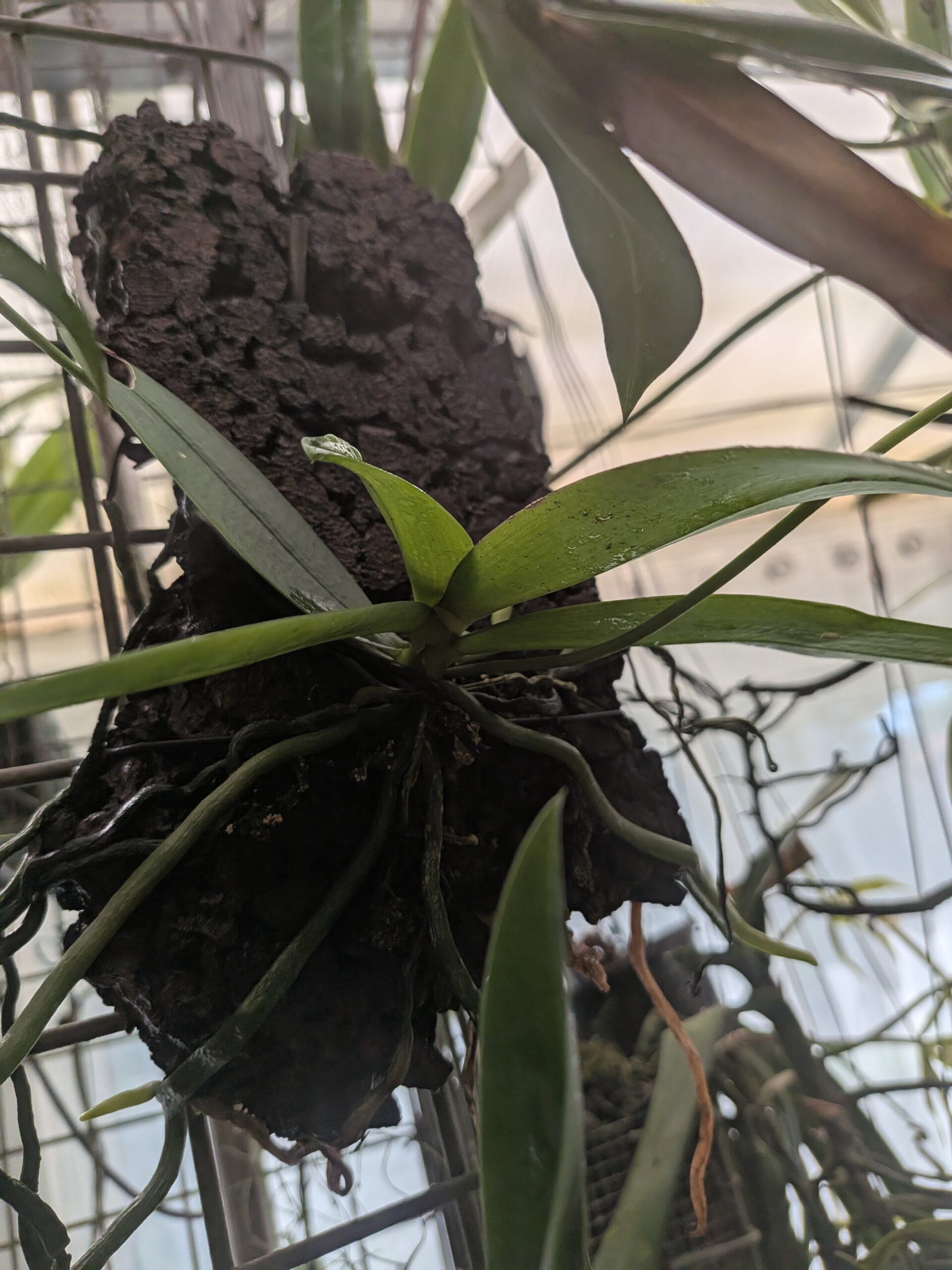 Phalaenopsis Linda Cheok