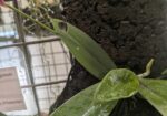 Phalaenopsis Linda Cheok