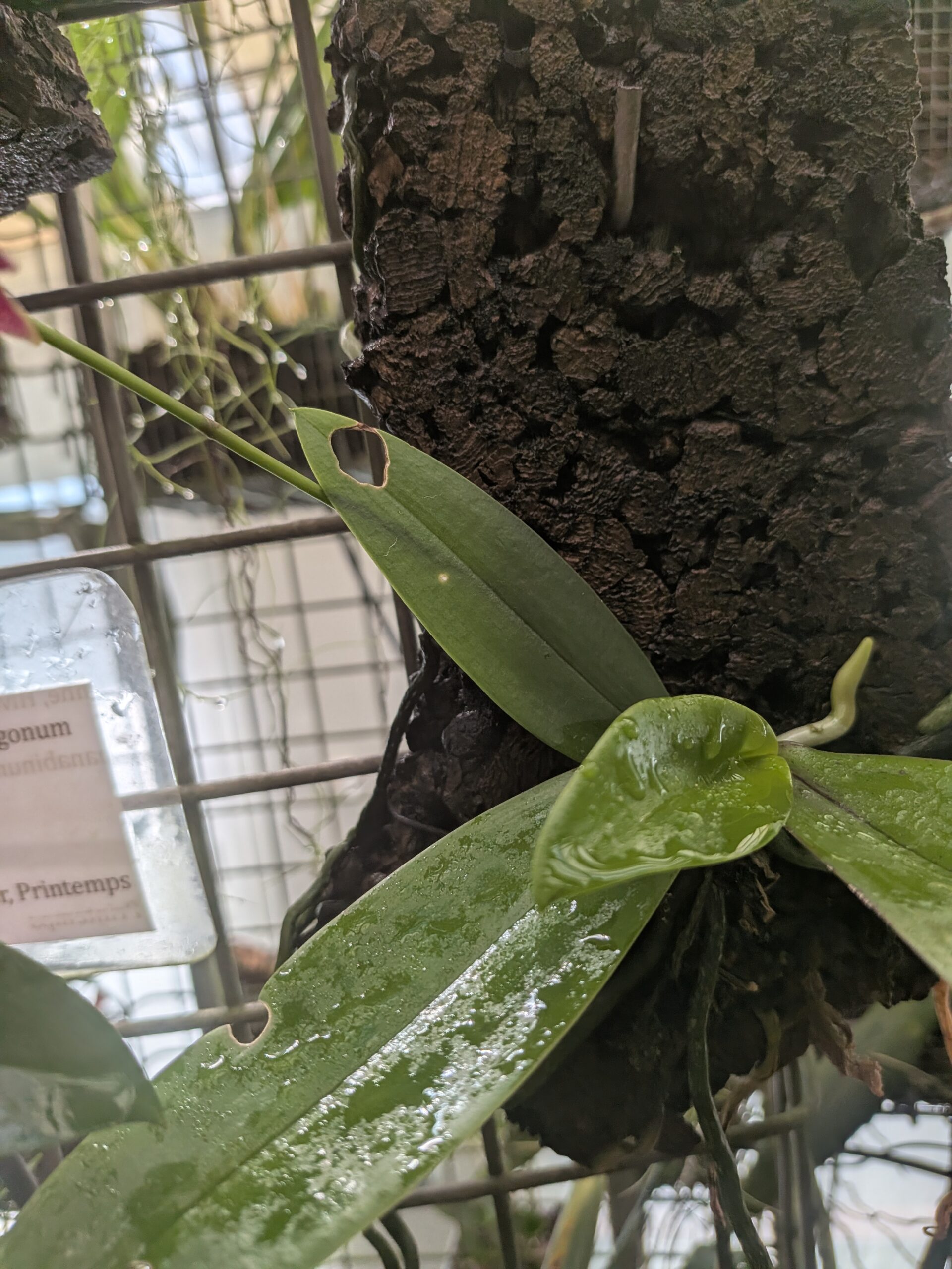 Phalaenopsis Linda Cheok