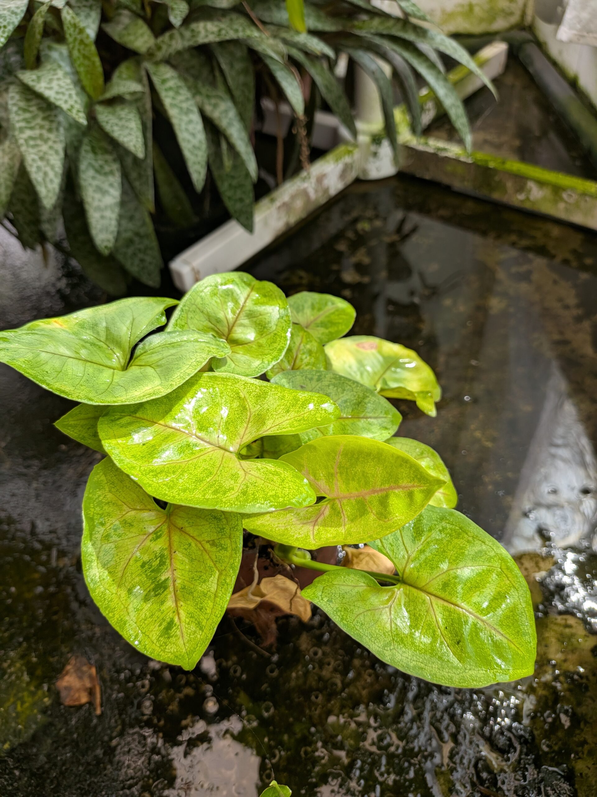 Syngonium