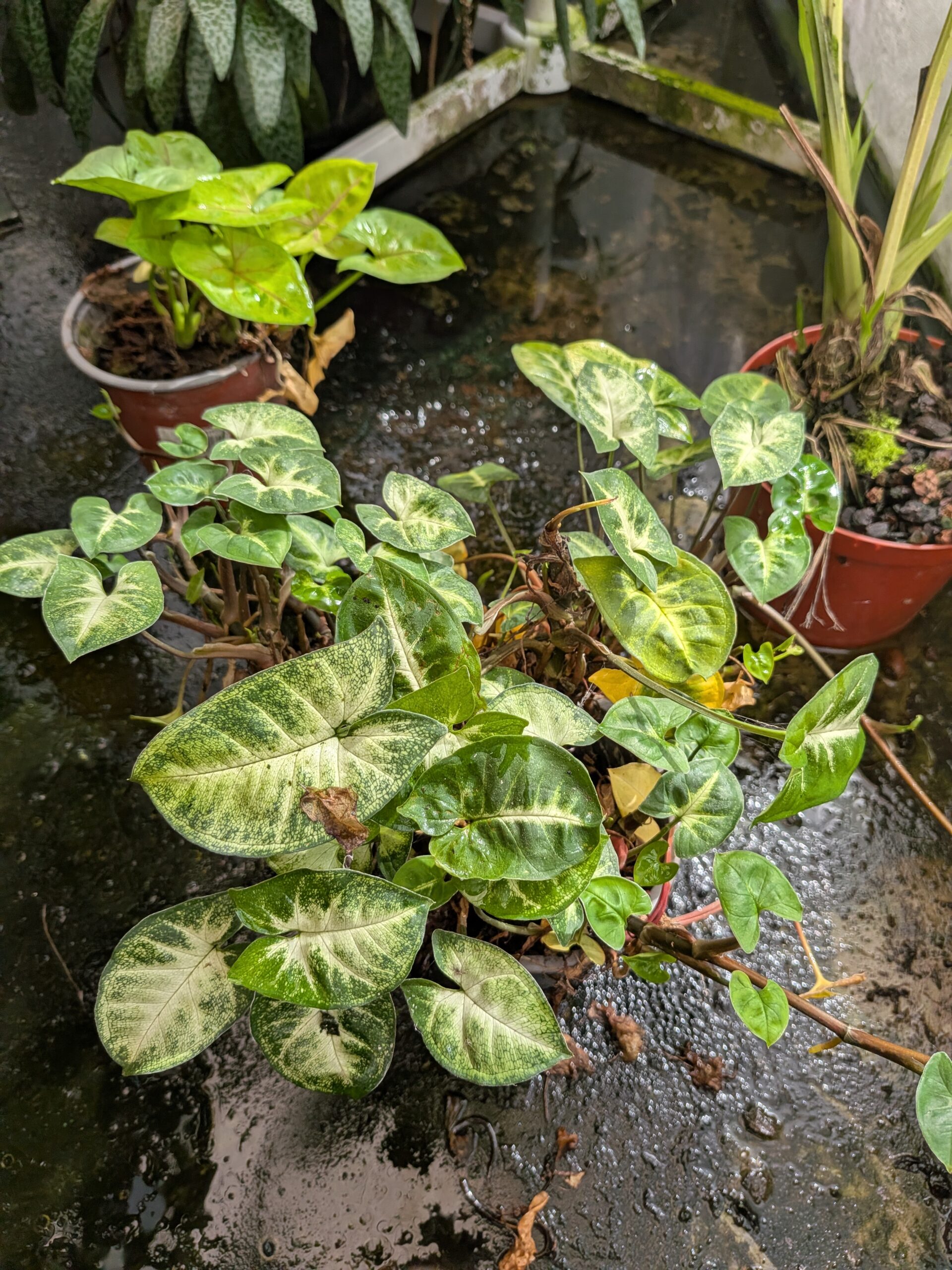 Syngonium pixie