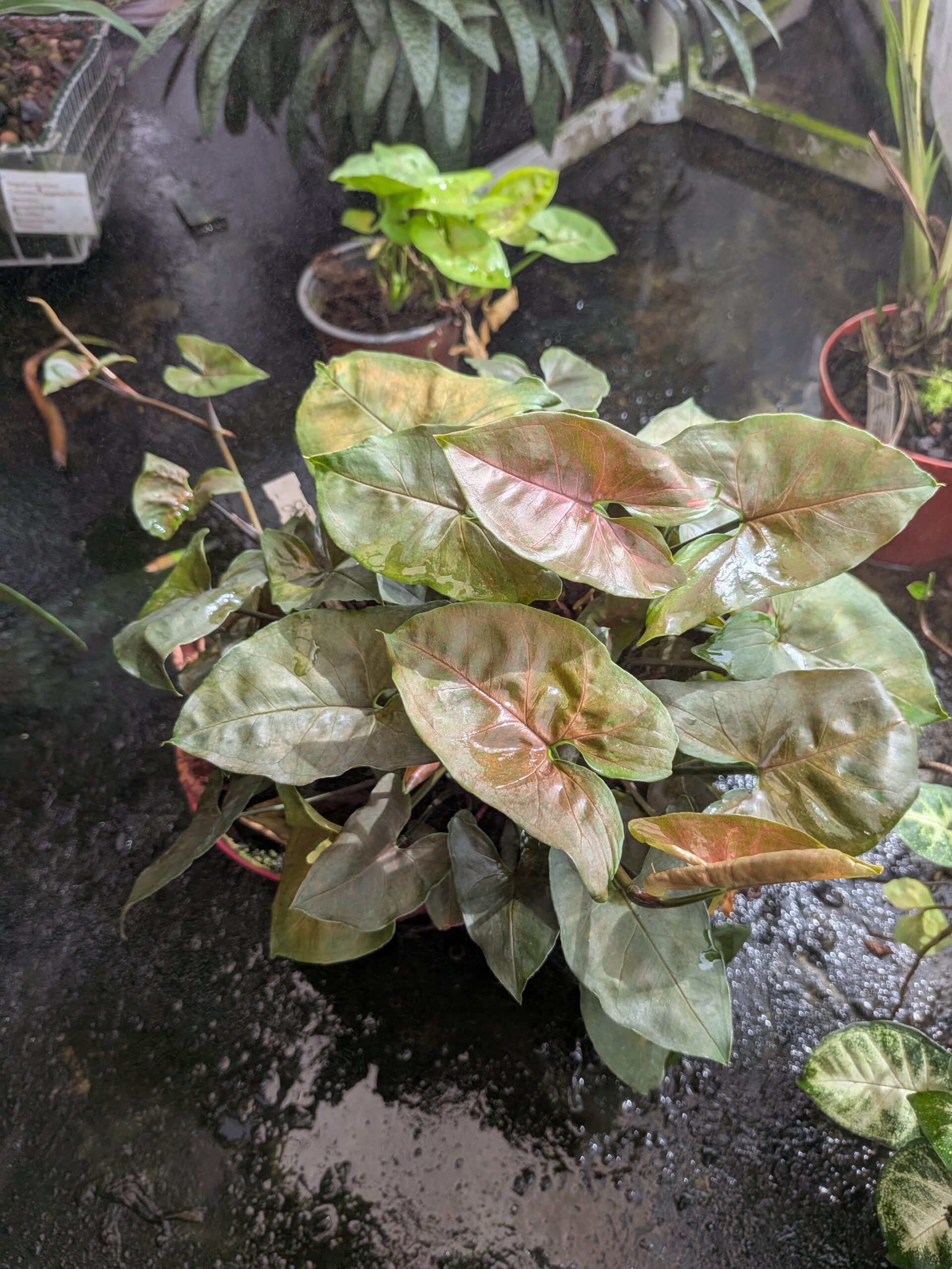 Syngonium