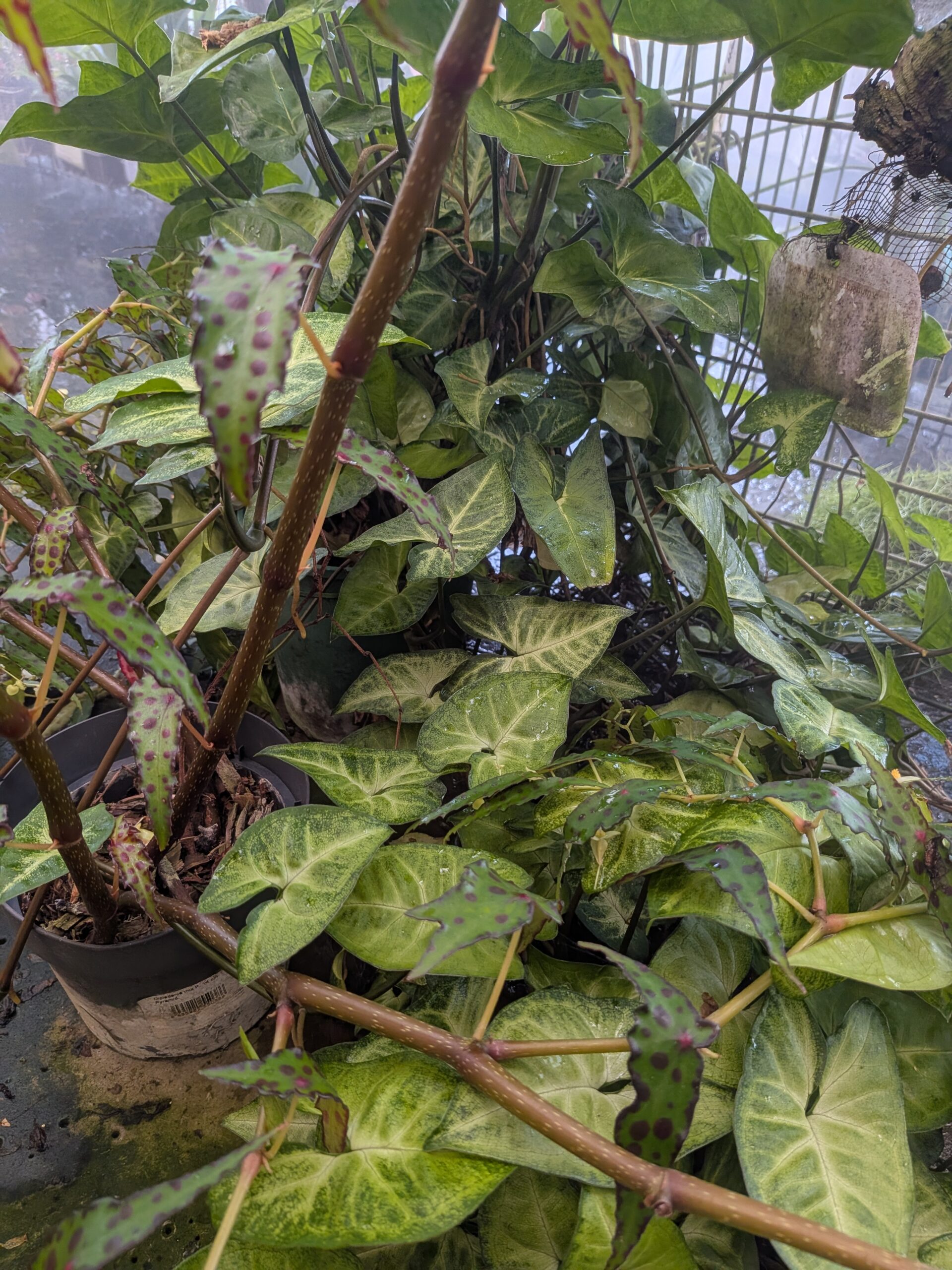Syngonium butterfly